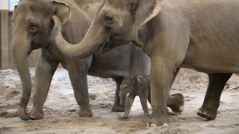 Elephant calf with two adults inside