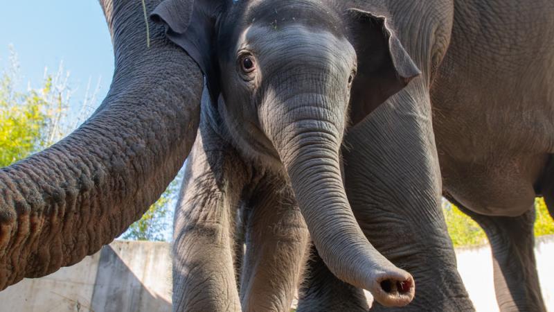 Elephant calf Tula and her mom Rose outside