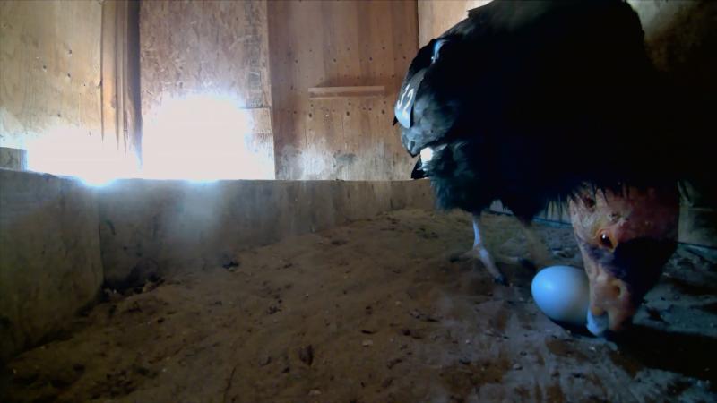 California condor in a nest box with an egg
