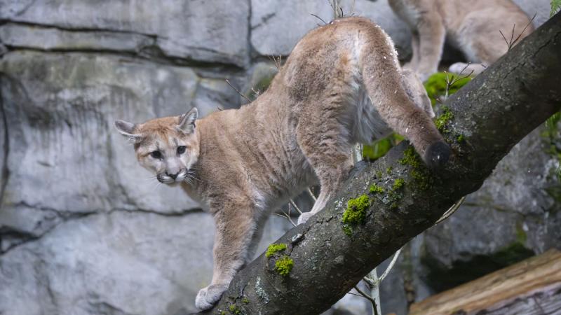 Two cougars outside on a branch