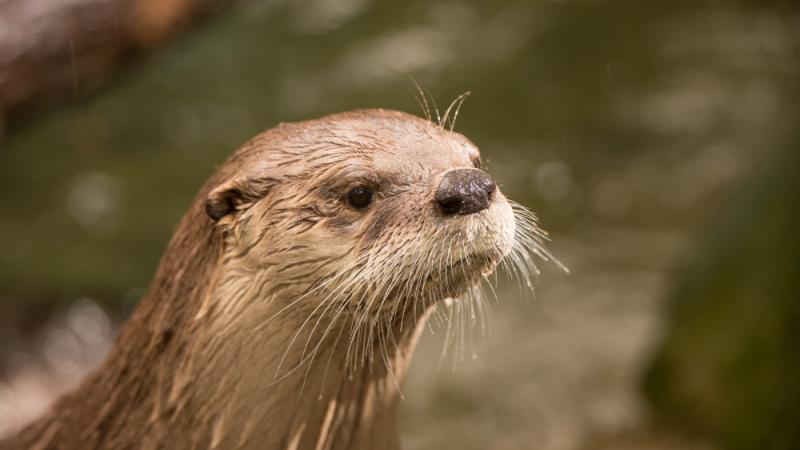 River otter Tilly outside