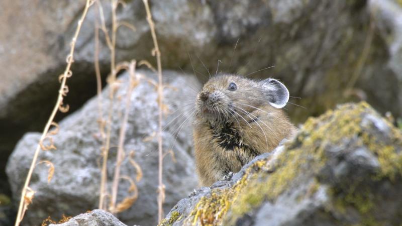 An American pika in the rocks 