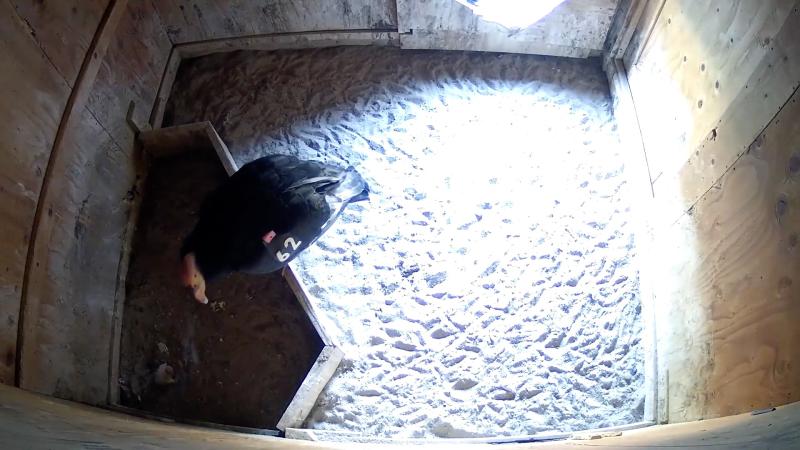 Condor chick in nest box with a parent 