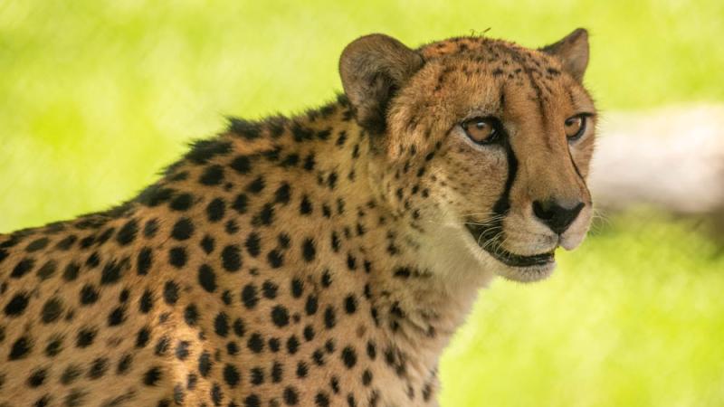 Cheetah Strike outside