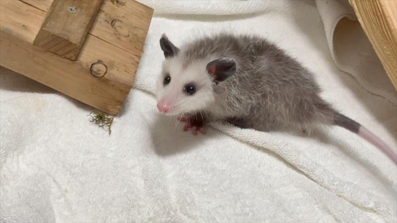 Tiny opossum on a towel inside