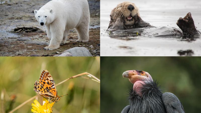 Four endangered species in a grid, polar bear, sea otter, silver spot butterfly and California condor