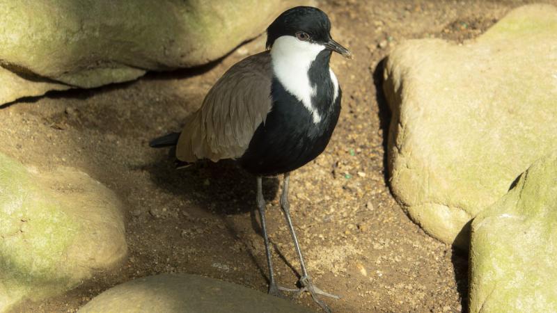 Spur-winged lapwing standing among rocks.