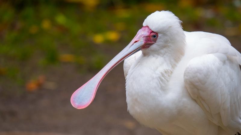 An African spoonbill posing in profile.