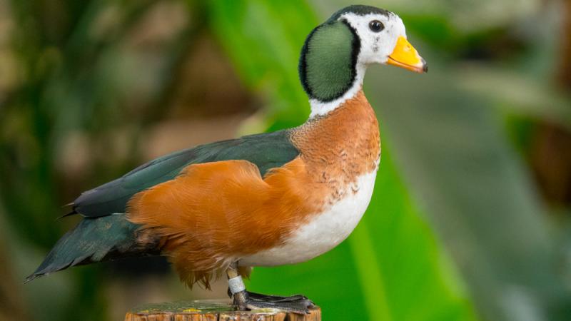 An African pygmy goose standing.