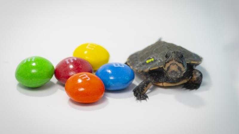 A turtle next to some M&Ms