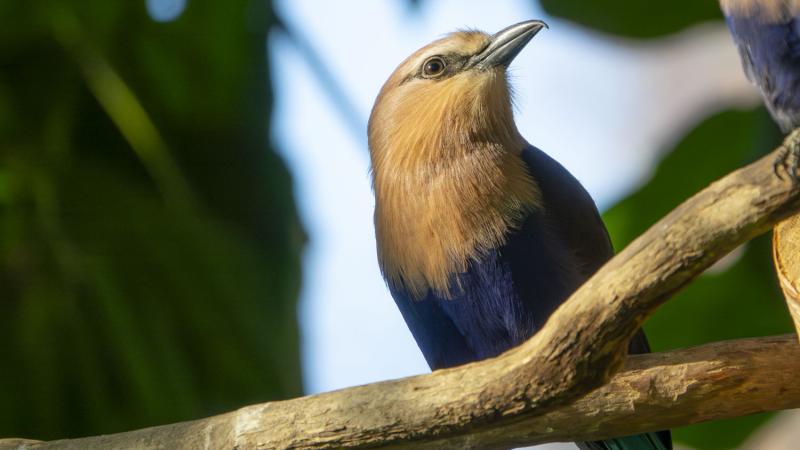 A blue-bellied roller stands on a tree branch.