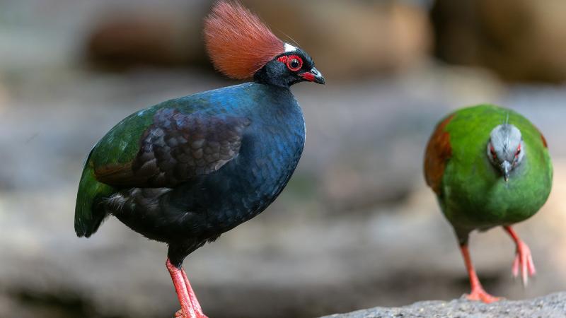 A male crested wood partridge standing next to a female. 