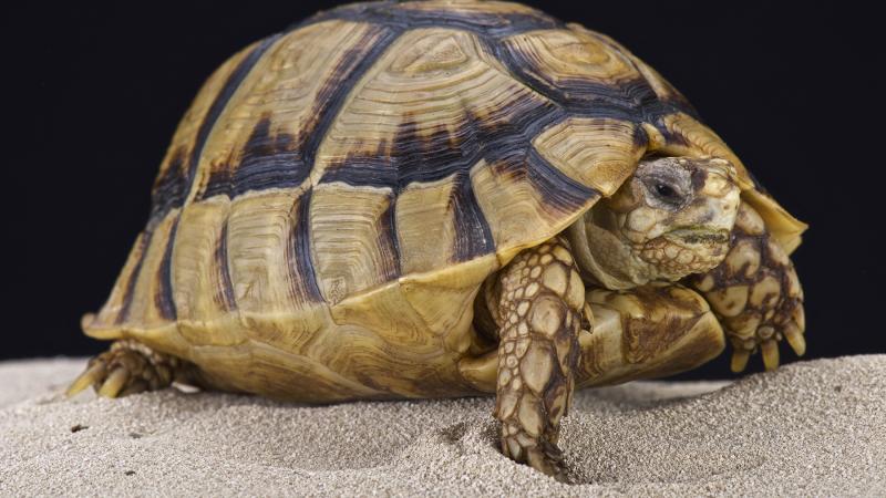 An Egyptian tortoise walking on sand.