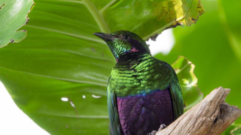 An emerald starling standing on a tree branch.