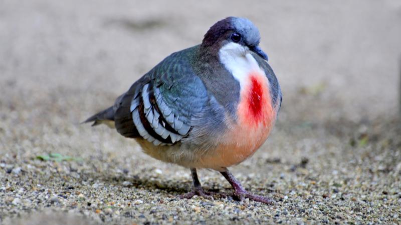 A Luzon bleeding-heart dove standing on sand.
