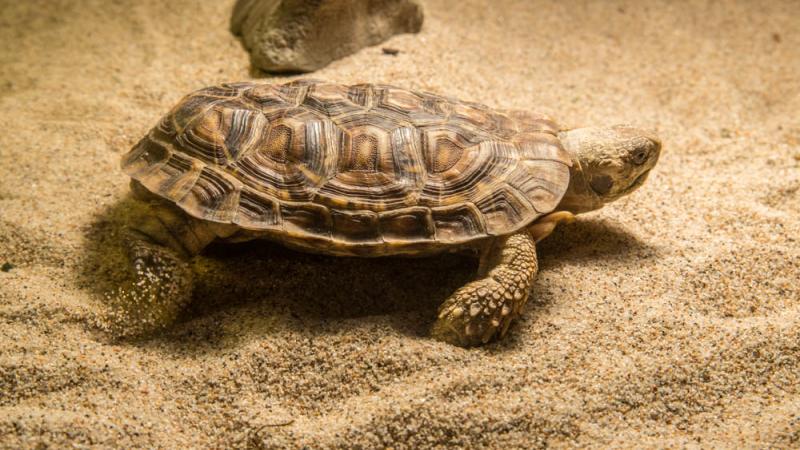 A pancake tortoise walking in sand.