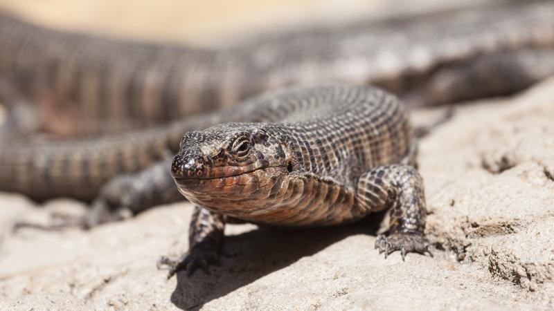 An African plated lizard on a rock.