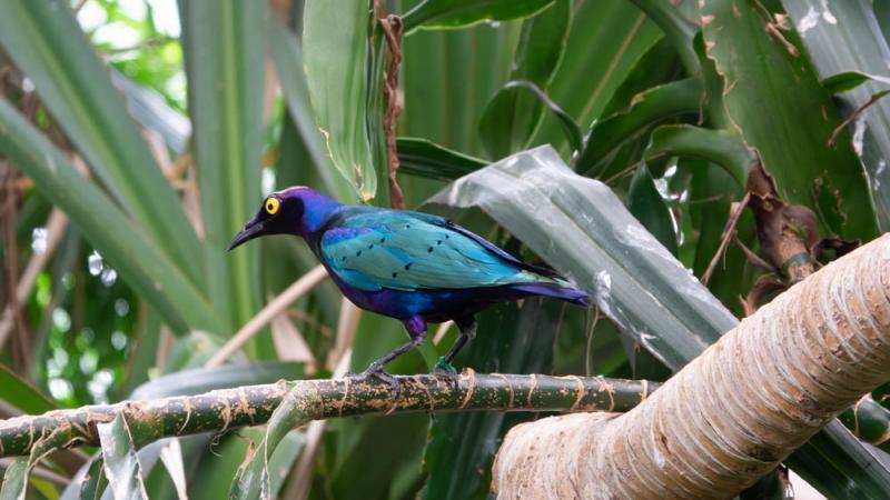 A purple glossy starling standing on a tree branch.
