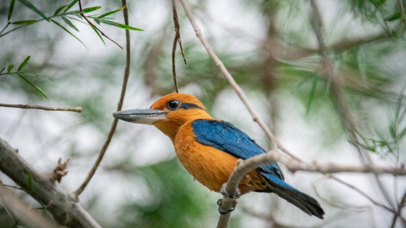 A sihek kingfisher standing on a tree branch.