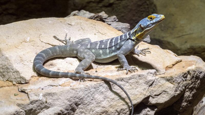 A Baja blue rock lizard standing on a rock.