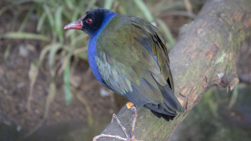 An Allen's gallinule standing on a tree branch.