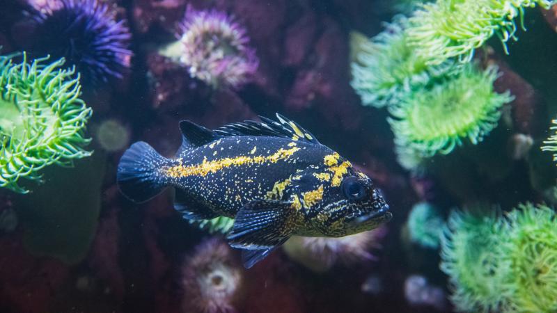 A China rockfish swimming near coral.