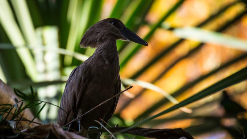 A hamerkop standing on vegetation