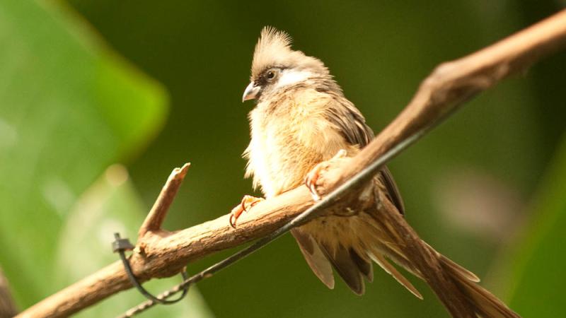 A speckled mousebird perched on a tree branch.