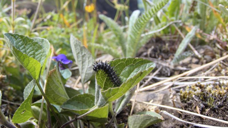 Oregon silverspot butterfly larvae on leaf in meadow