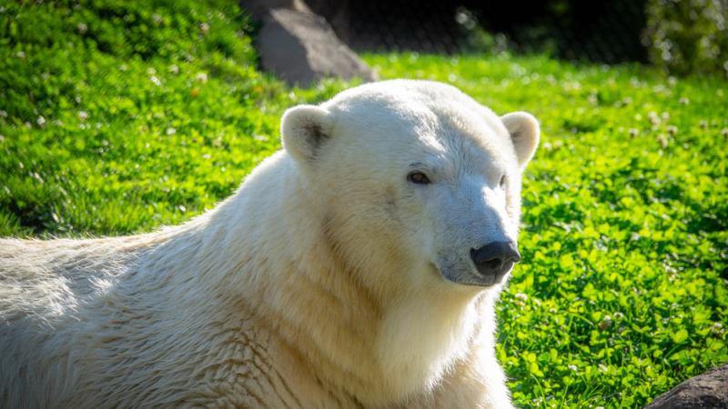 Polar bear Amelia Gray lays outside in green grass