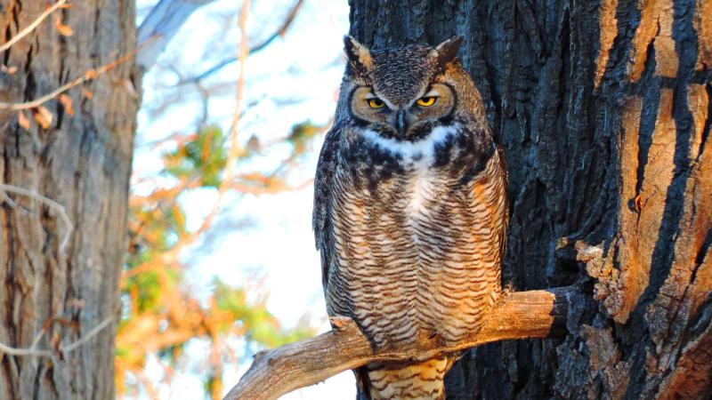 A great horned owl perched on a tree branch.