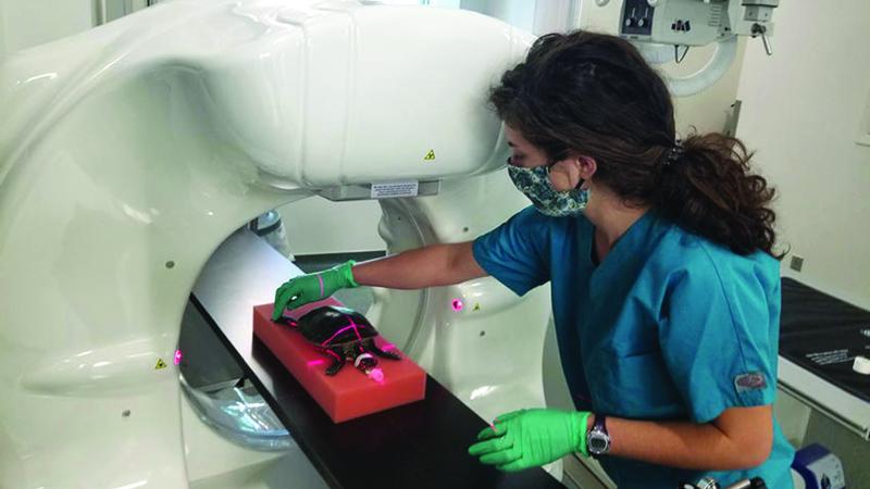 veterinary intern placing turtle in MRI machine
