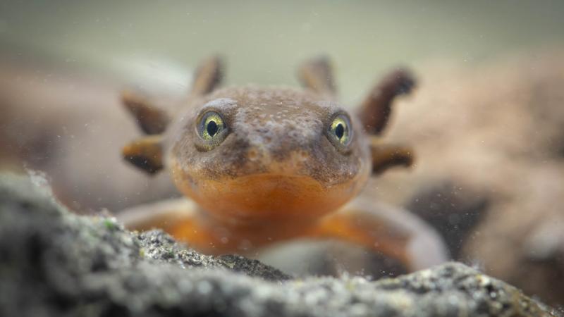A Mazama newt looks at the camera
