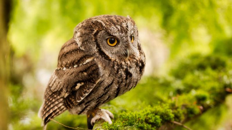 A western screech owl perched on a mossy tree branch.