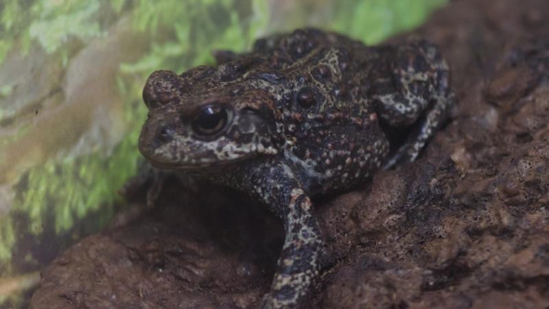 A western toad on a log.