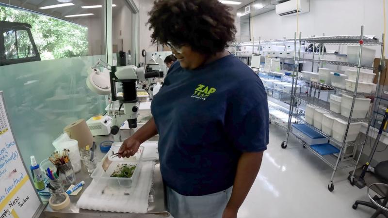 ZAP Kendell Brown works in the butterfly lab