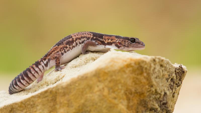 An African fat-tailed gecko perched on a rock.
