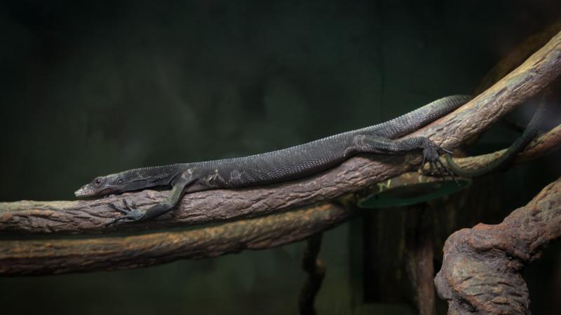 A black tree monitor lizard lying on a tree branch.
