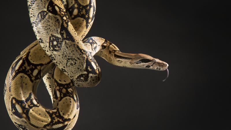 Central American boa hanging in a coiled position.