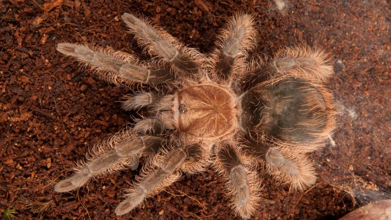 A curlyhair tarantula on the ground.