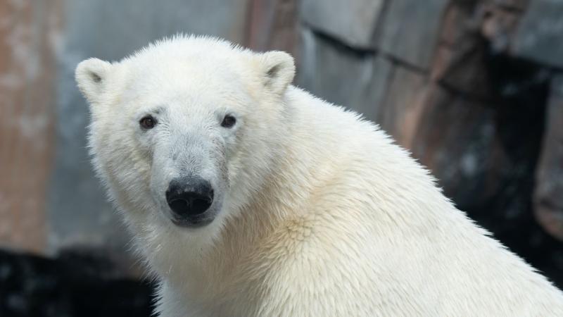 Male polar bear Kallik 