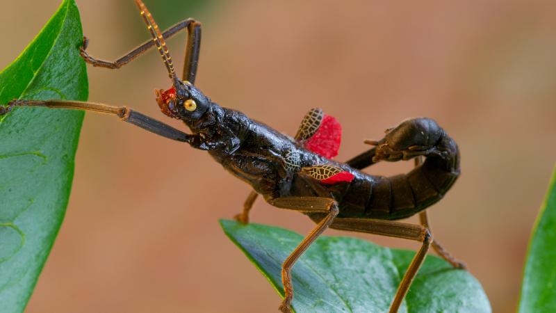 A black beauty walking insect climbing on tree leaves.