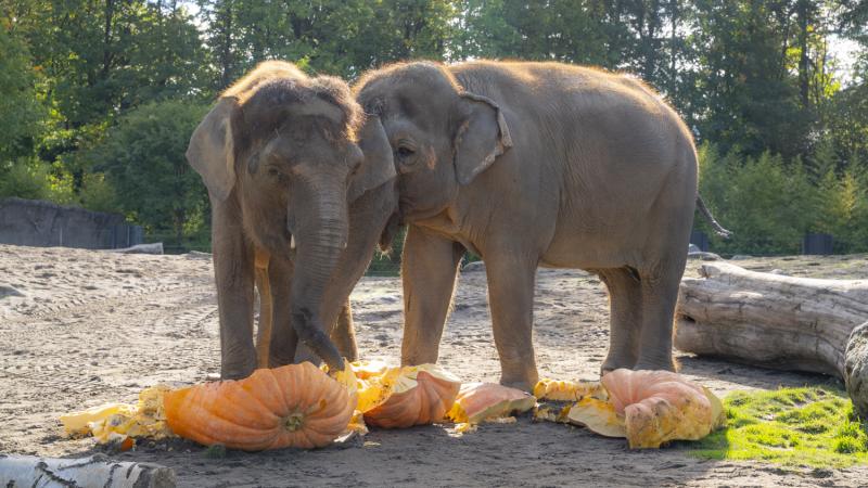 Two adult elephants standing behind two big pumpkins