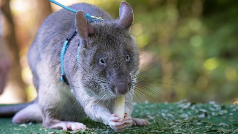 An East African savannah pouched rat chewing on food.