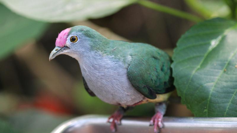 A perching beautiful fruit dove.