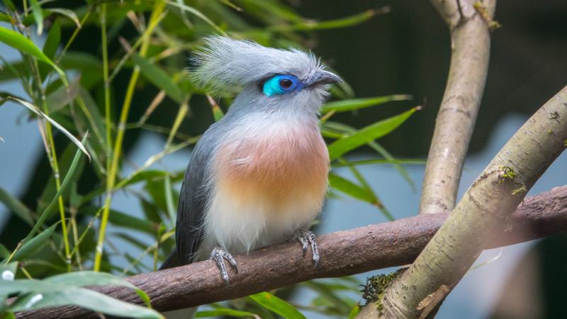 A crested coua perched on a tree branch.