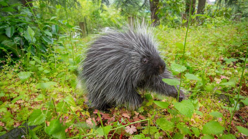 A North American porcupine in a forest.