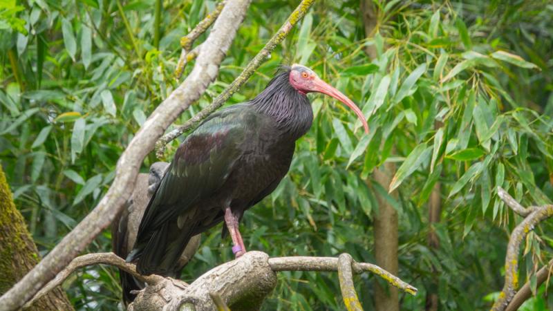 A northern bald ibis perched on a tree branch.