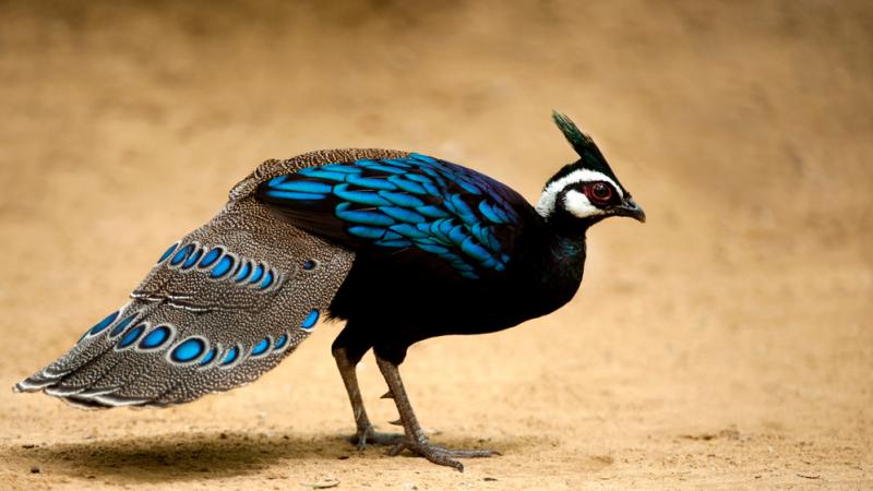 A palawan peacock pheasant standing up.