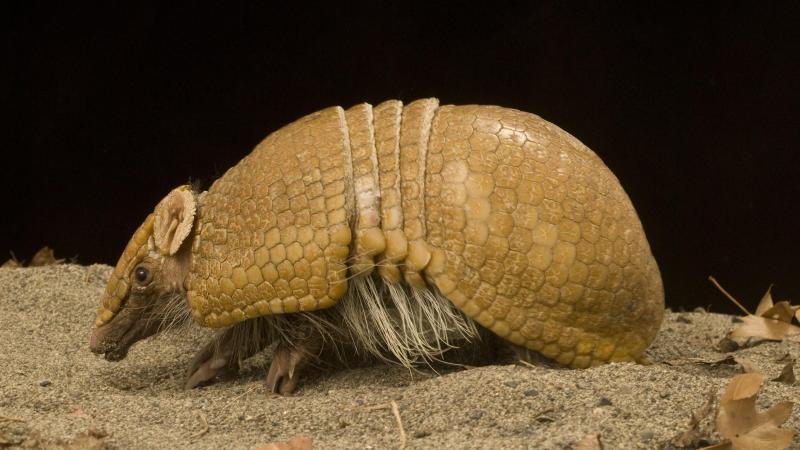 A southern three-banded armadillo standing in the sand.